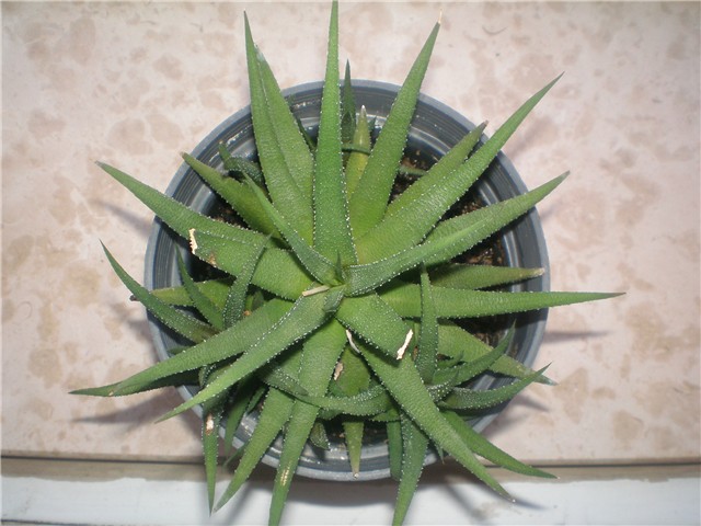 Haworthia